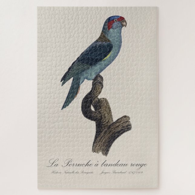 Quebra-cabeça Perruche a bandeau rouge / Musk Lorikeet (Vertical)