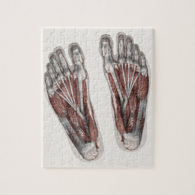 Quebra-cabeça Pés Podiatárias Da Pegada Da Anatomia Humana Vinta (Vertical)
