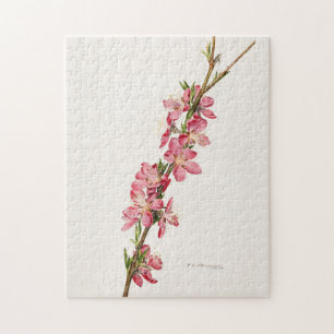 Quebra-cabeça Pêssego Flores Rosa Molhado Pintura de Aquarela