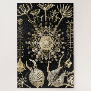 Quebra-cabeça Phaeodaria 61 Dourado Ernst Haeckel
