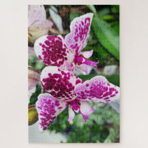 Quebra-cabeça Phalaenopse Púrpura Branca, Orquídeas-Mama