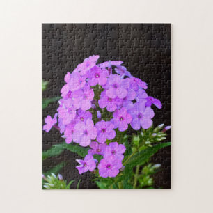 Quebra-cabeça Phlox 'Lavanda de David'
