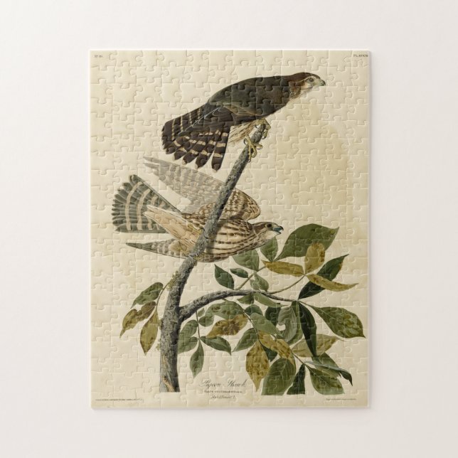 Quebra-cabeça Pigeon Hawk (Merlin) - Aves da América de Audubon (Vertical)