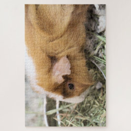 Quebra-cabeça Piggy