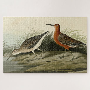 Quebra-cabeça Pigmy Curlew (Sandpiper) - Aves de Audubon da Amér