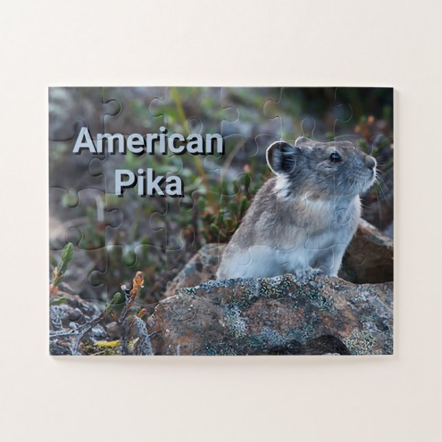 Quebra-cabeça Pika Americano Escondido em Rochas (Horizontal)