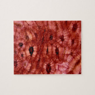 Quebra-cabeça Pilhas de Sclerenchyma de um poço da cereja