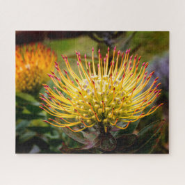 Quebra-cabeça Pin Cushion Protea Flowers em Maui