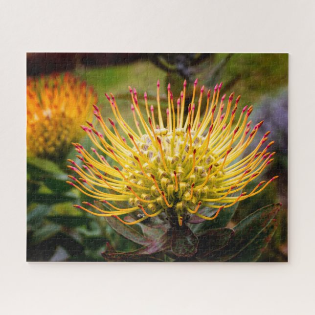 Quebra-cabeça Pin Cushion Protea Flowers em Maui (Horizontal)