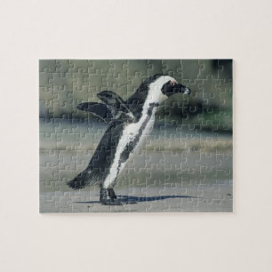 Quebra-cabeça Pinguim-africano