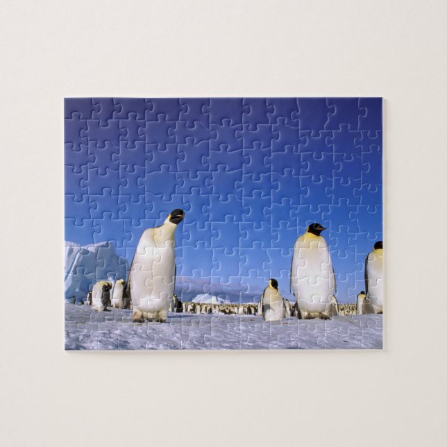 Quebra-cabeça Pinguim | Antártida, Península Antártica (Horizontal)