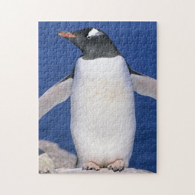 Quebra-cabeça Pinguim-de-gentoo Pygoscelis papua) Porto (Vertical)