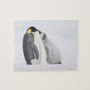 Quebra-cabeça Pinguim de imperador (forsteri) do Aptenodytes,