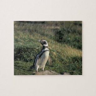 Quebra-cabeça Pinguim-de-magalhães (Spheniscus magellanicus),