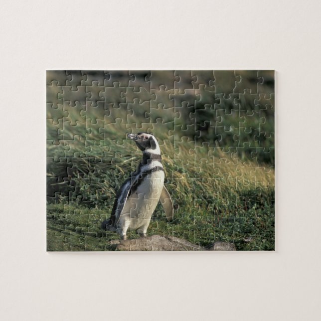 Quebra-cabeça Pinguim-de-magalhães (Spheniscus magellanicus), (Horizontal)