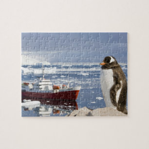 Quebra-cabeça Pinguim-gentoo