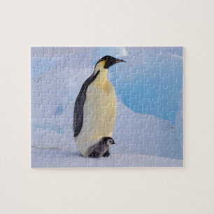 Quebra-cabeça Pinguim-imperador Aptenodytes