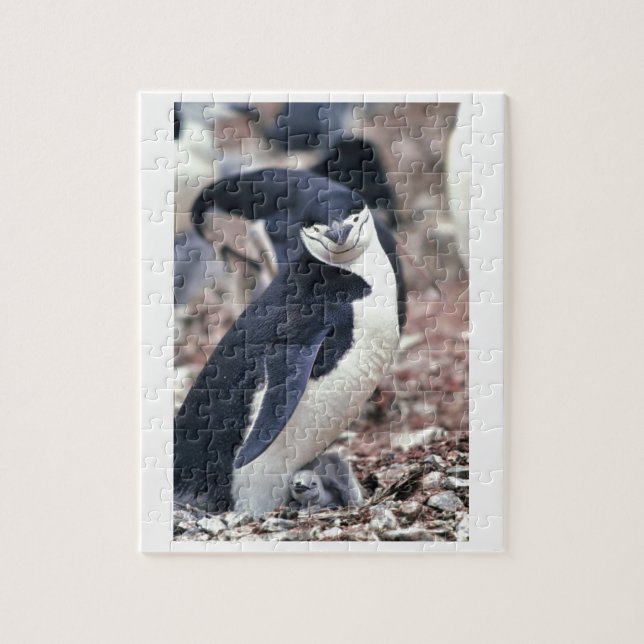 Quebra-cabeça Pinguim-Pássaro Cinto-Negro Água Branca (Vertical)