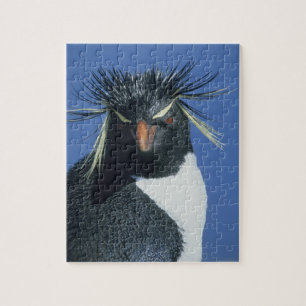 Quebra-cabeça Pinguim Saltador-rochoso (Eudyptes chrysocome)