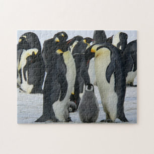 Quebra-cabeça Pinguins