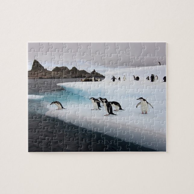 Quebra-cabeça Pinguins Chinstrap (Horizontal)