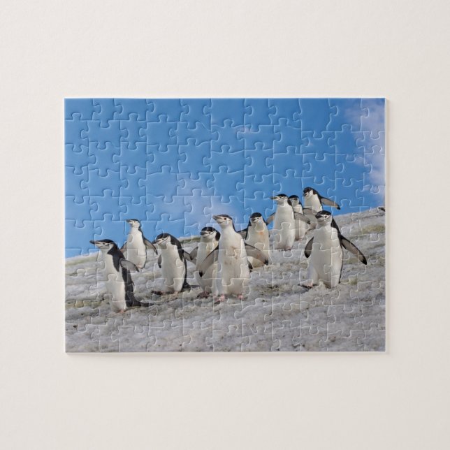 Quebra-cabeça Pinguins-de-barbicha | Pygoscelis Antarctica (Horizontal)