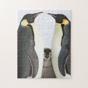 Quebra-cabeça Pinguins de imperador com pintinho - quebra-cabeç