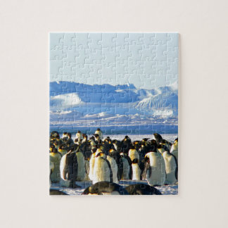 Quebra-cabeça Pinguins imperadores