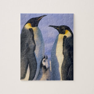 Quebra-cabeça Pinguins-imperadores (Aptenodytes forsteri) Adulto