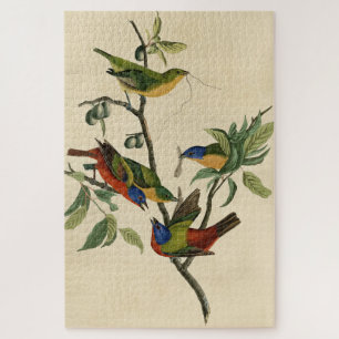 Quebra-cabeça Pintados de finch (Bunting) - Aves da América de A