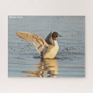Quebra-cabeça Pintail Duck