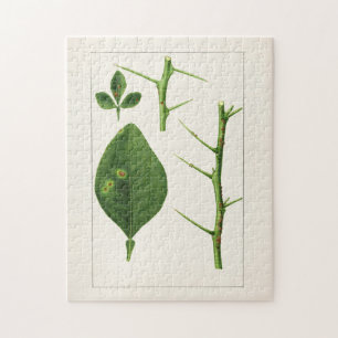 Quebra-cabeça Pintura De Folhas De Laranja (Poncirus Trifoliata)