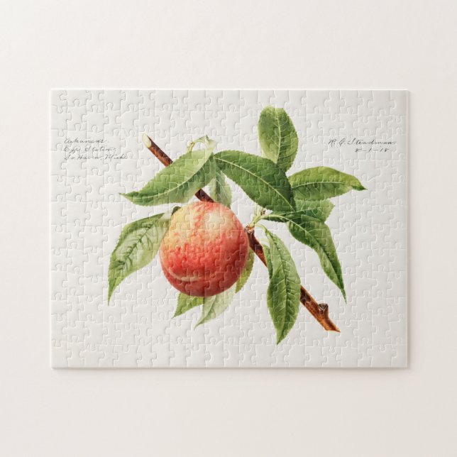 Quebra-cabeça Pintura de Fruta da tosse de pêssego (Prunus Persi (Horizontal)