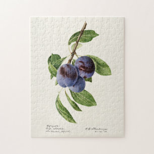 Quebra-cabeça Pintura de Fruta em Ameixas Azuis (Prunus Domestic