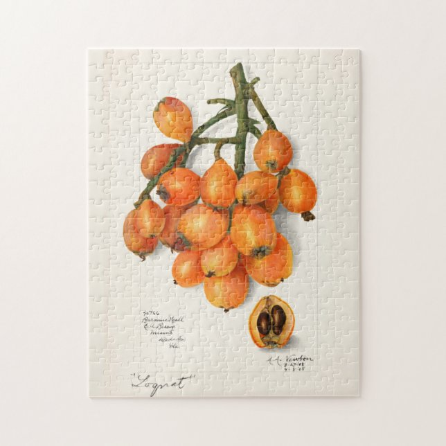Quebra-cabeça Pintura de Fruta Eriobotrya Japon (Vertical)