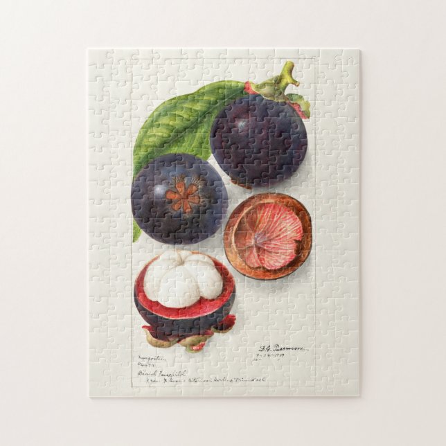 Quebra-cabeça Pintura de Fruta Mangosteens (Garcinia Mangostana) (Vertical)