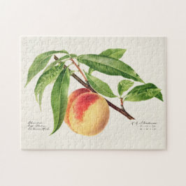 Quebra-cabeça Pintura de Fruta (Prunus Persica)