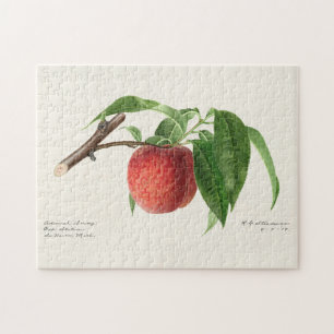 Quebra-cabeça Pintura de Fruta (Prunus Persica)