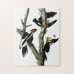 Quebra-cabeça Pintura de Pica-Pau com Cobre-de-Marfim
