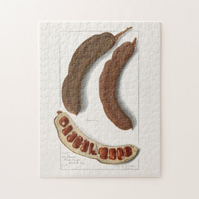 Quebra-cabeça Pintura do Tamarind Indiano (Tamarindus Indica) (Vertical)