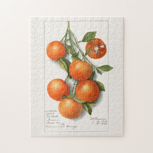 Quebra-cabeça Pintura por Aquarela de Frutas (Calamondian) (Vertical)