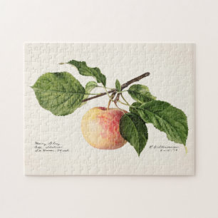Quebra-cabeça Pintura por Aquarela (Malus Domestica) Fruta
