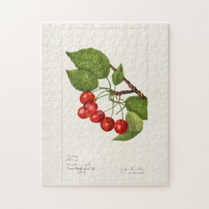 Quebra-cabeça Pintura por Aquarela (Prunus Avium) Fruta