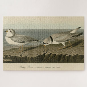 Quebra-cabeça Piping Plover from Audubon's Birds of America