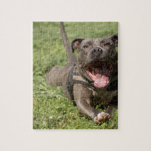 Quebra-cabeça Pitbull In Grass