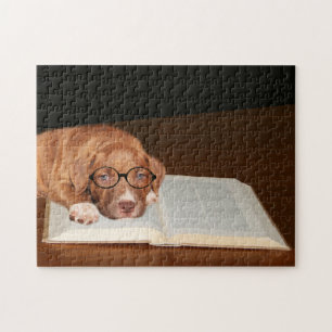 Quebra-cabeça Pitbull Terrier educado