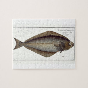 Quebra-cabeça Placa XLVII para halibut (Pleuronectes Hippoglossu