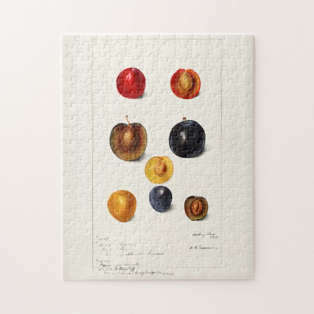 Quebra-cabeça Placas de Semente (Prunnus Domeatica) (Vertical)