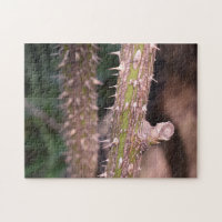 Plant Stem Thorns Nature Park Fotografia