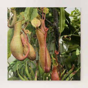 Quebra-cabeça Planta de Pitcher, Potes de macacos